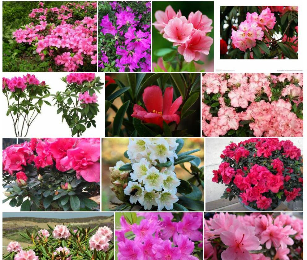 短花杜鹃照片和图片/