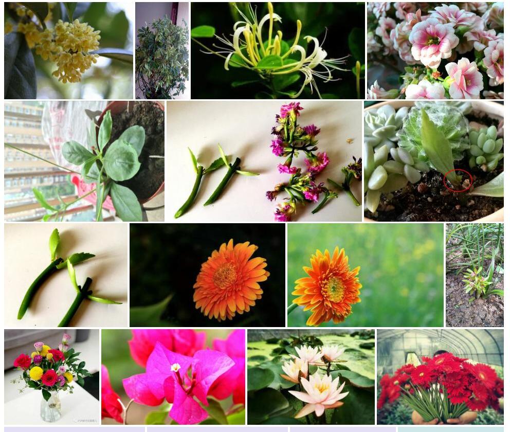 短花枝子花照片和图片/
