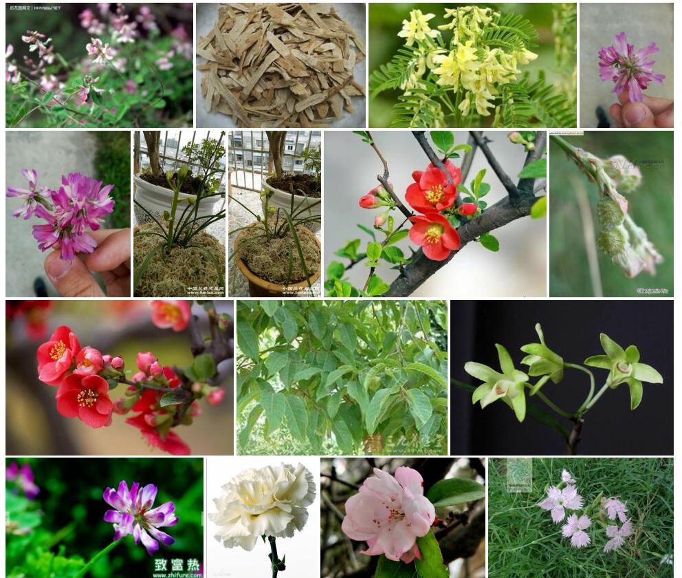 短花梗黄耆照片和图片/