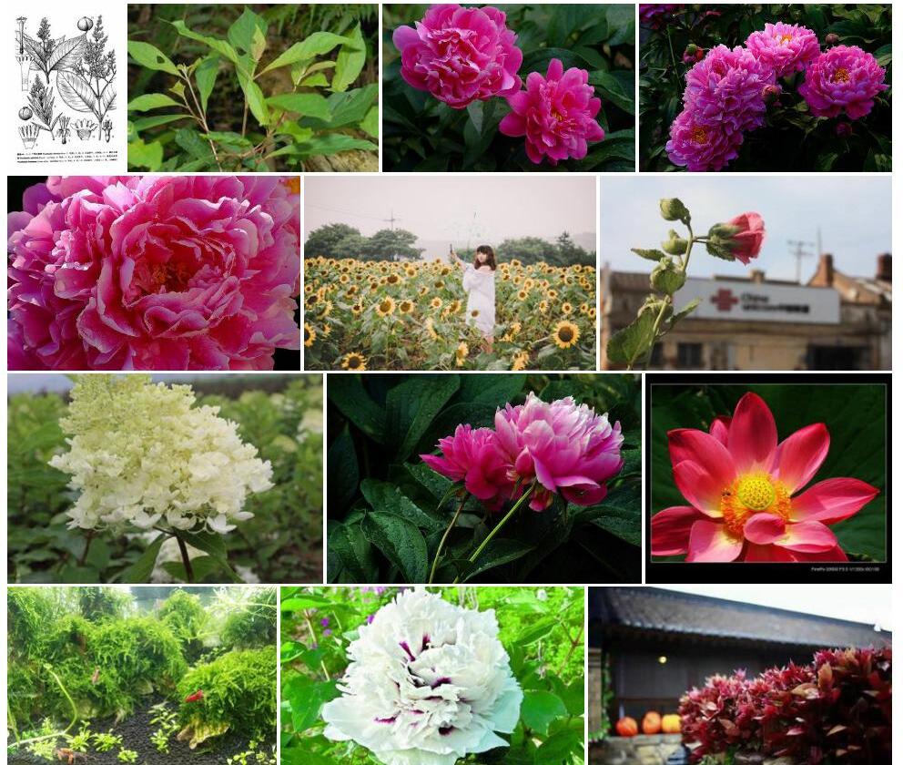 短花水金京照片和图片/