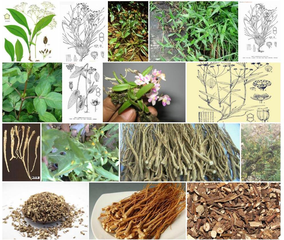 短茎柴胡照片和图片/