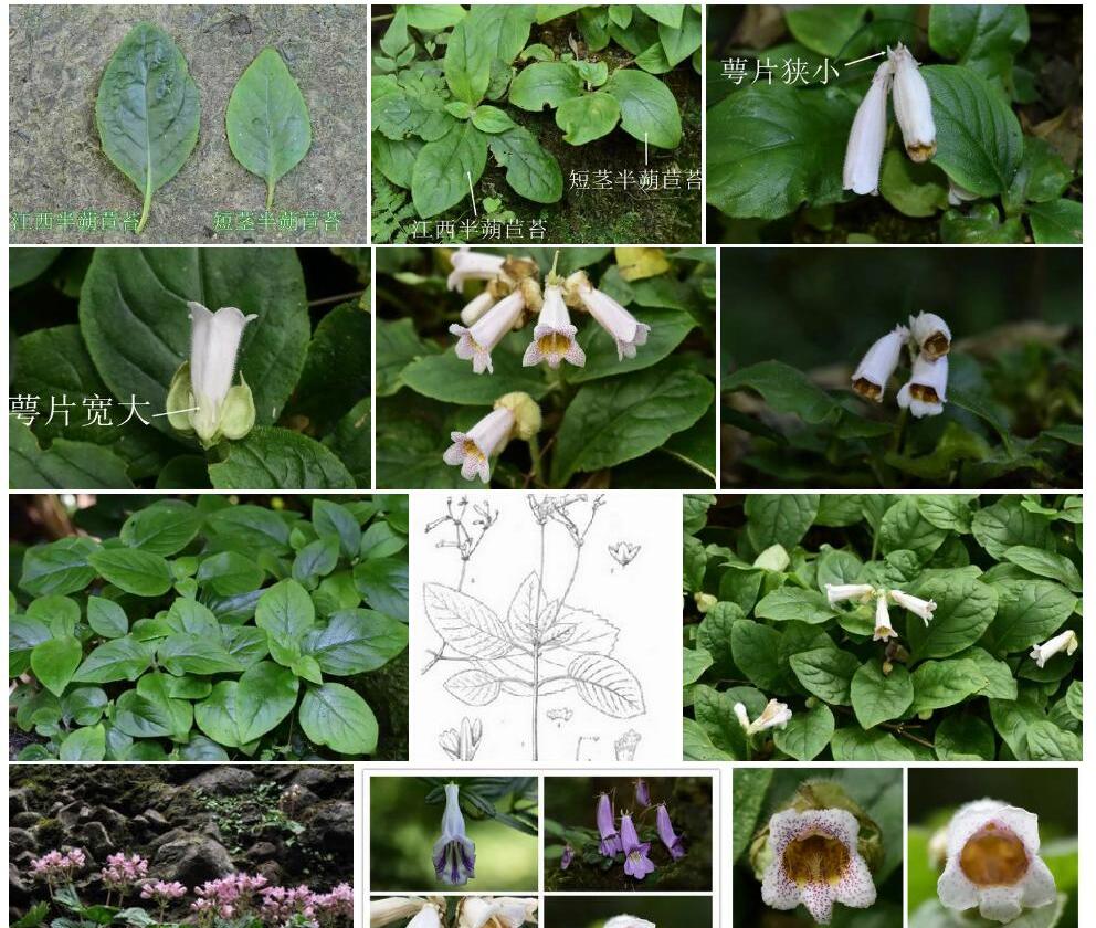短茎长蒴苣苔照片和图片/