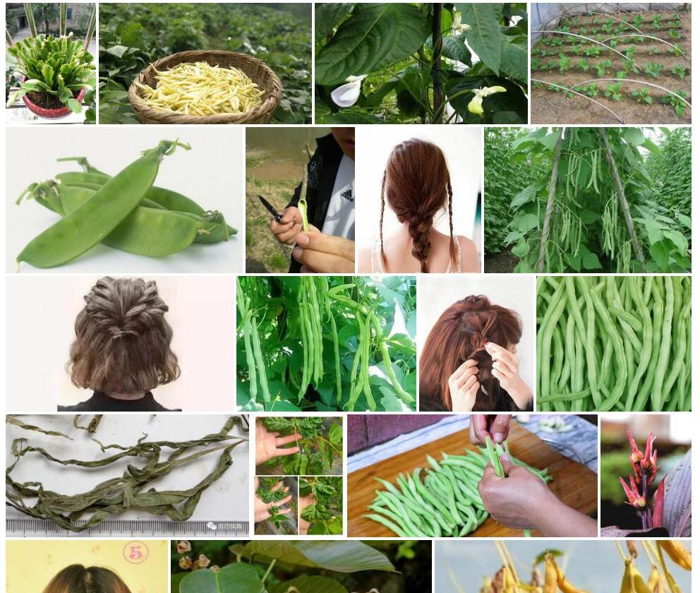 短荚拧条照片和图片/