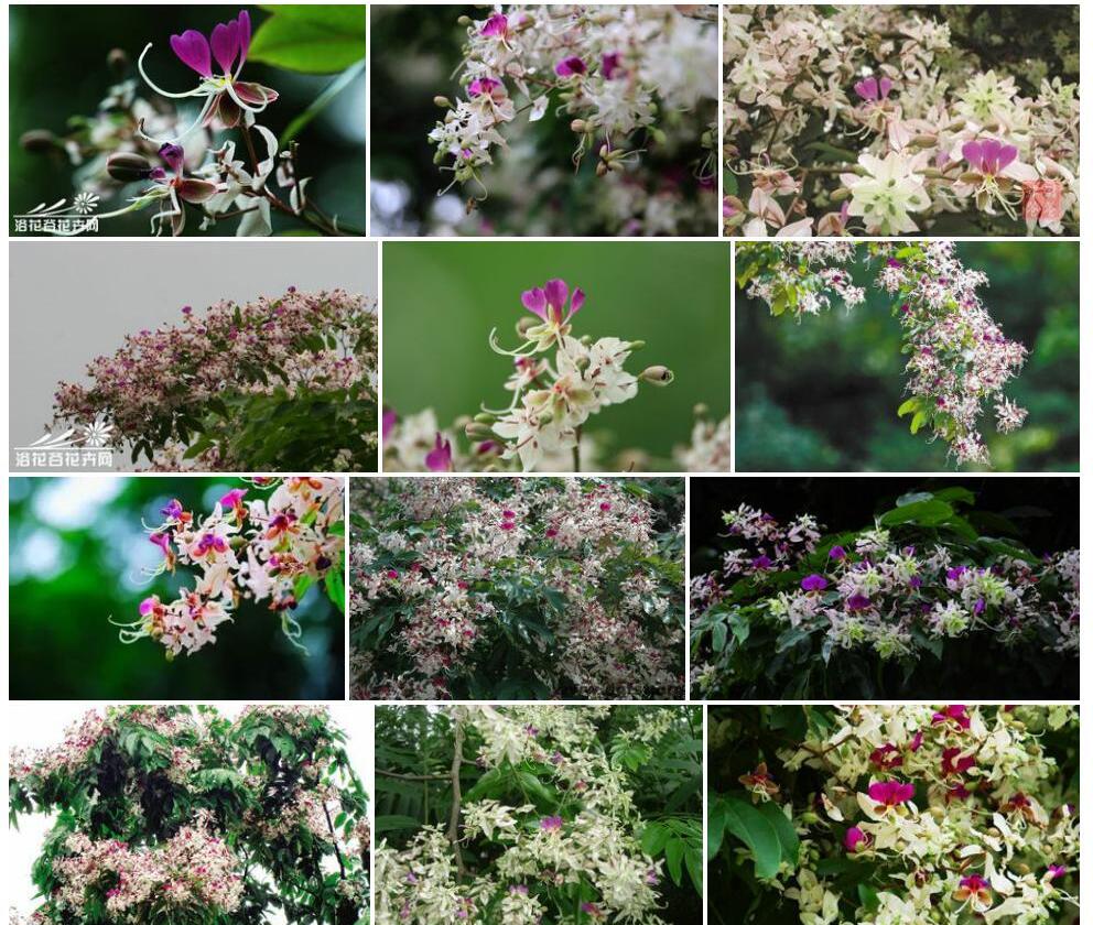 短萼仪花照片和图片/