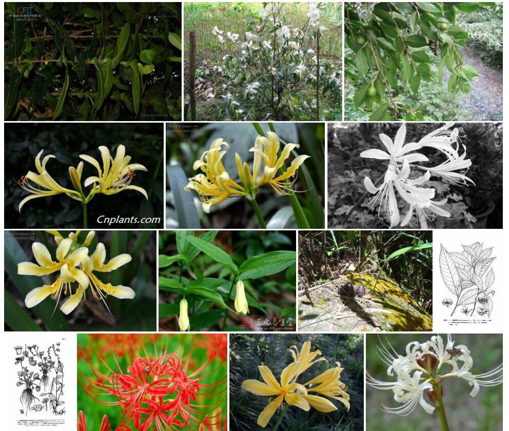 短蕊大青照片和图片/
