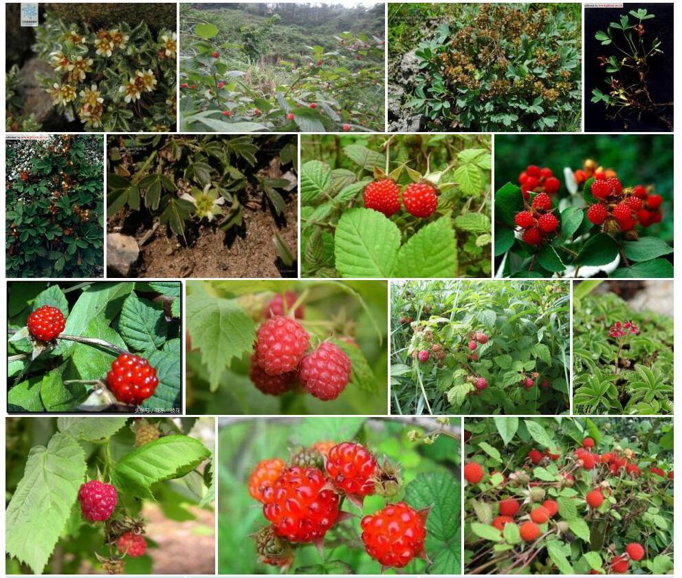 短蕊山莓草照片和图片/