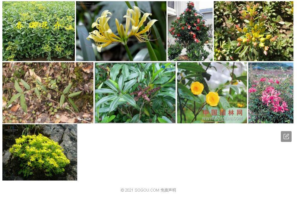 短蕊景天照片和图片/