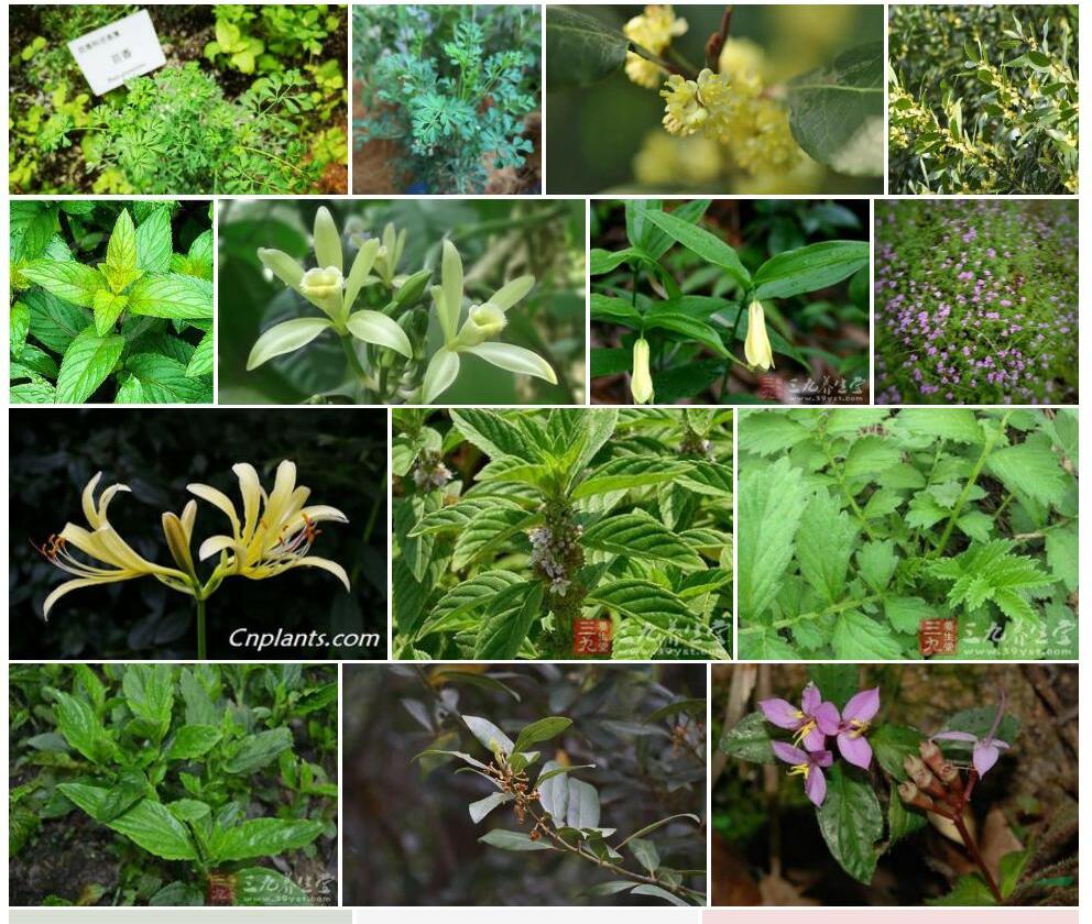 短蕊香草照片和图片/