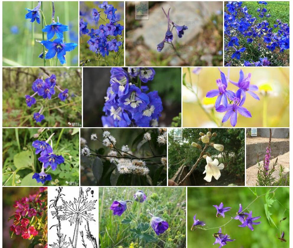 短角萼翠雀花照片和图片/