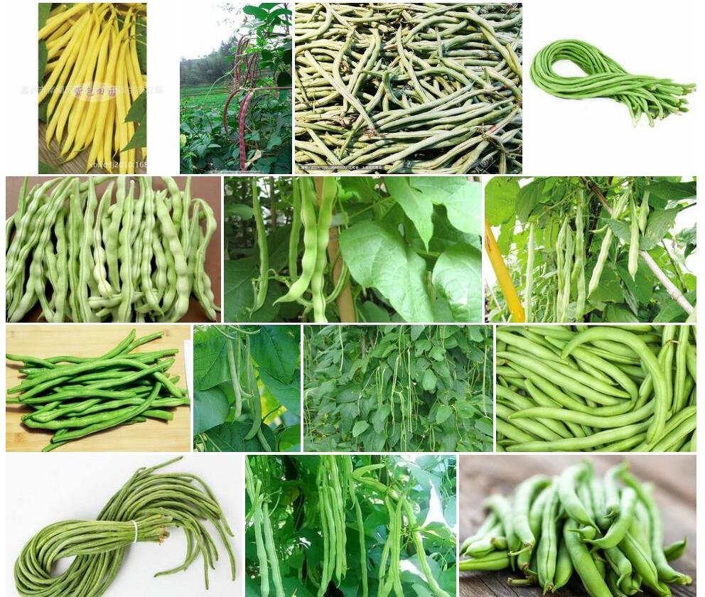 短豇豆照片和图片/