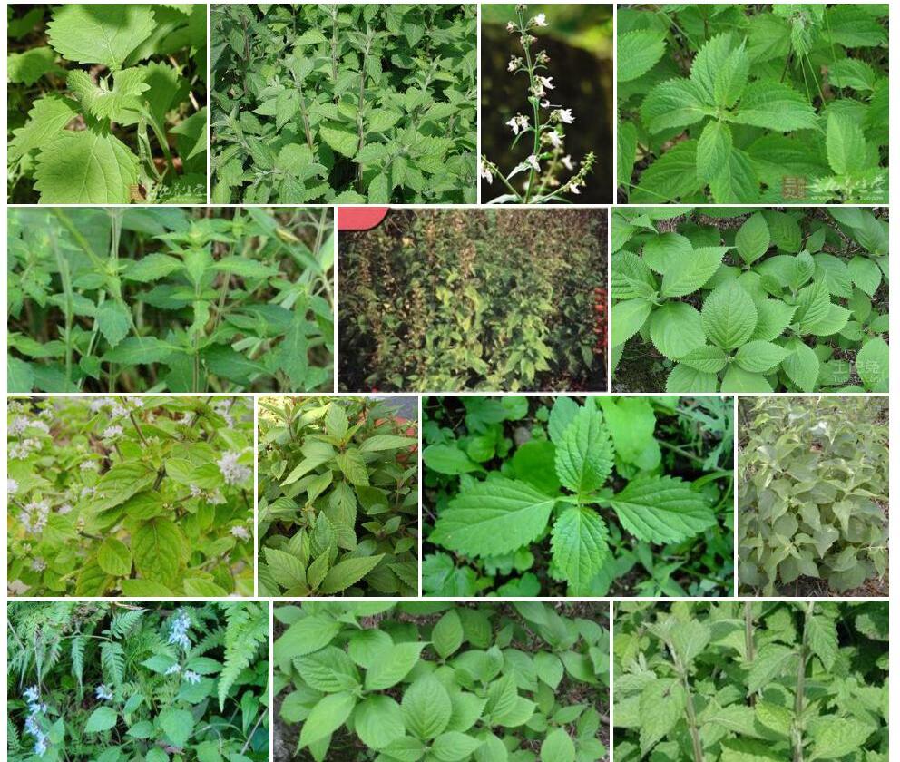 短距香茶菜照片和图片/