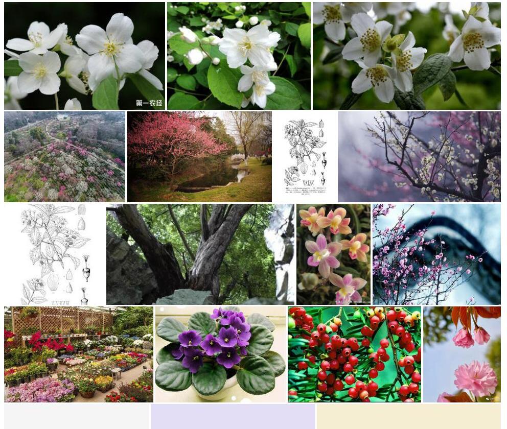 短轴山梅花照片和图片/