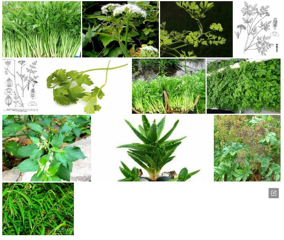 短辐水芹照片和图片/