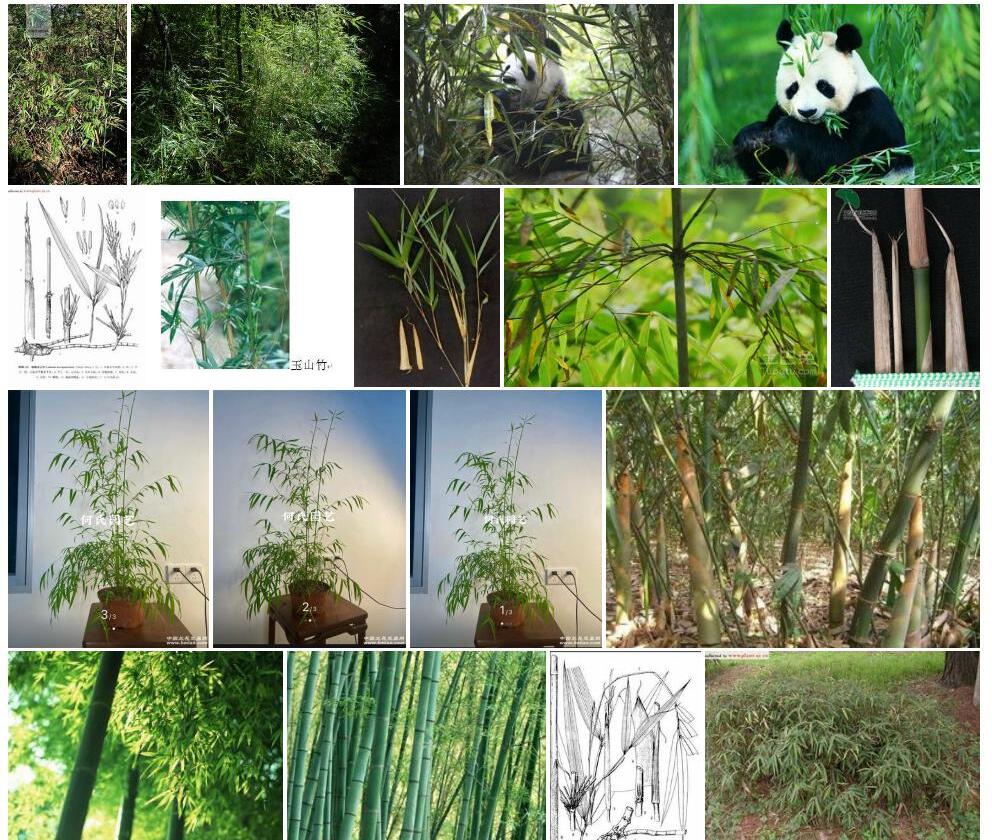 短锥玉山竹照片和图片/