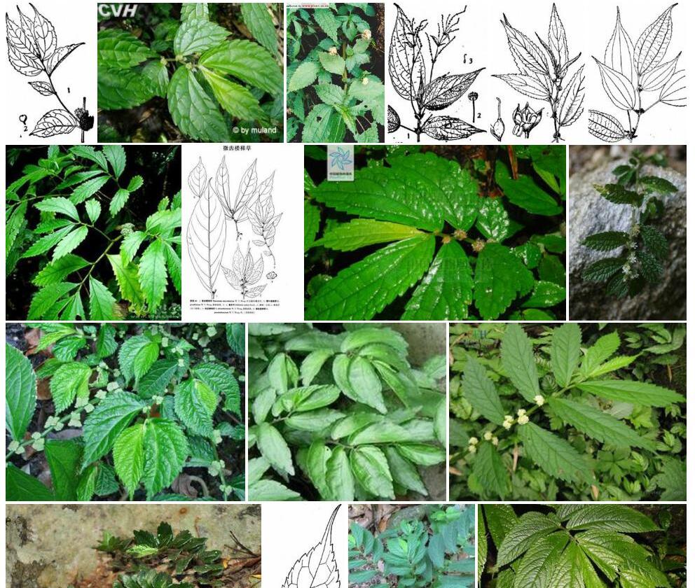短齿楼梯草照片和图片/