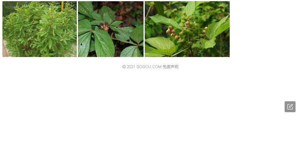 矮千斤拔照片和图片/