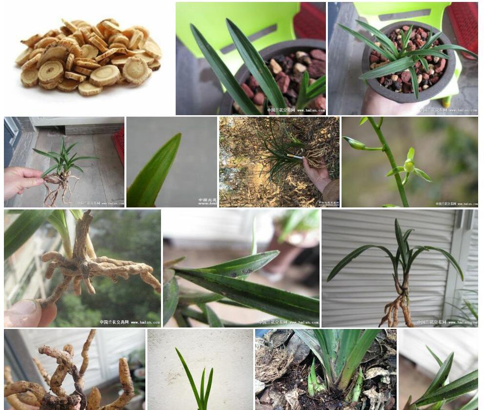 矮型黄耆照片和图片/