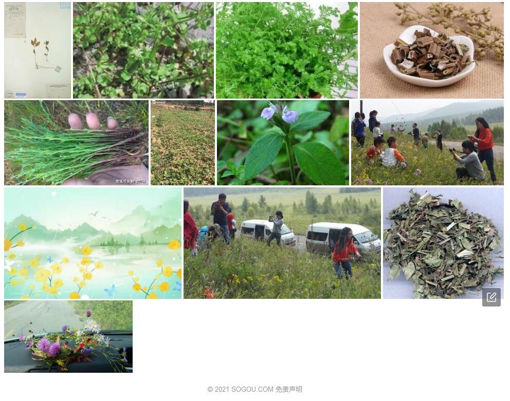 矮孩儿草照片和图片/