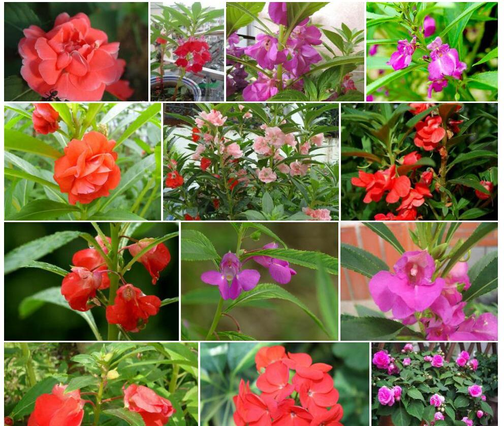 矮小无距凤仙花照片和图片/