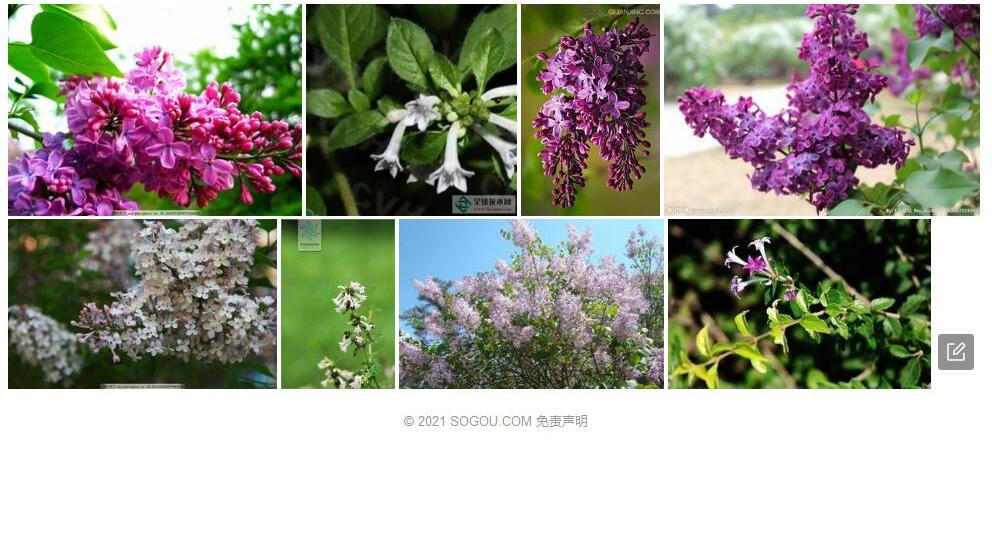 矮小野丁香照片和图片/