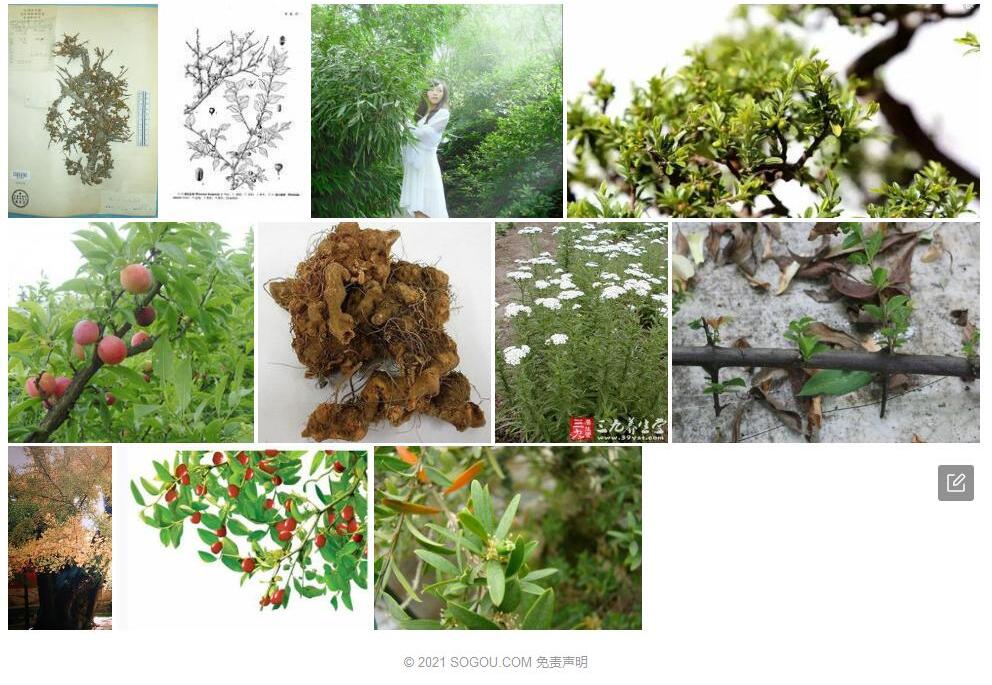 矮小鼠李照片和图片/