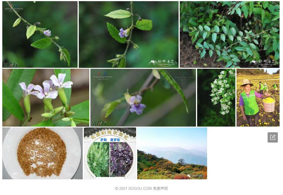 矮山芝麻照片和图片/