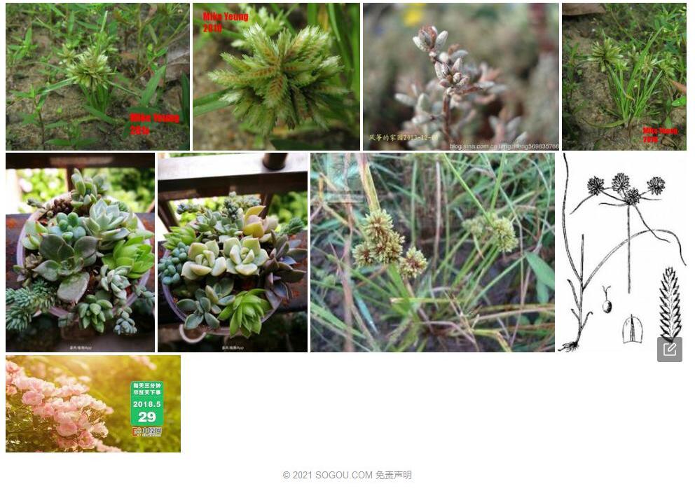 矮扁莎照片和图片/