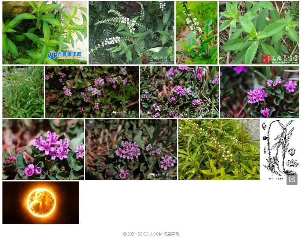 矮星宿菜照片和图片/