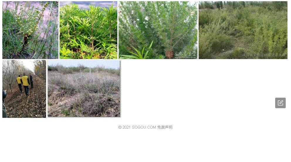矮沙蒿照片和图片/