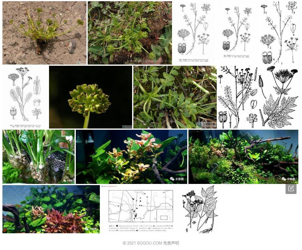 矮泽芹照片和图片/
