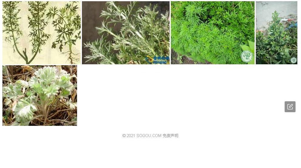 矮滨蒿照片和图片/