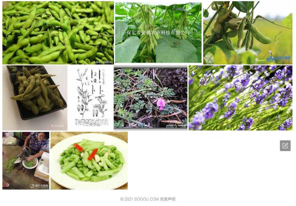 矮灰毛豆照片和图片/