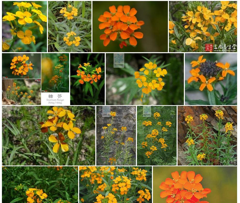 矮糖芥照片和图片/