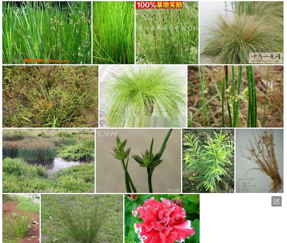矮茎灯心草照片和图片/