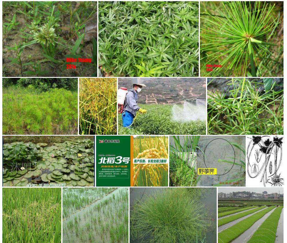 矮莎草照片和图片/