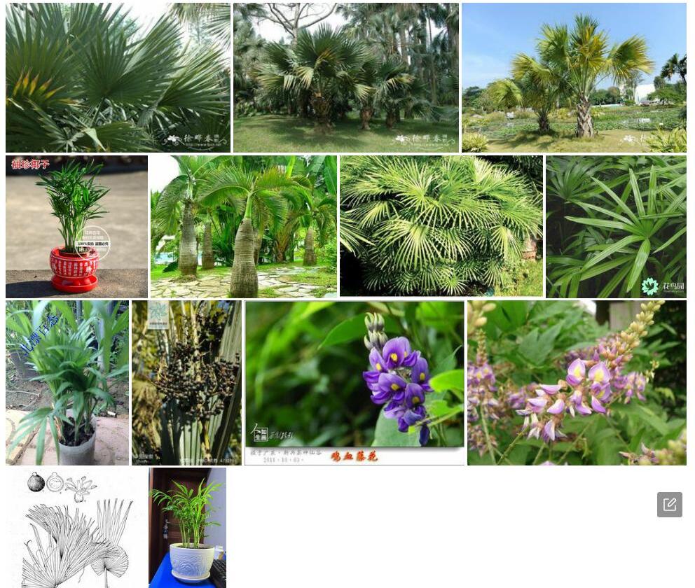 矮菜棕照片和图片/