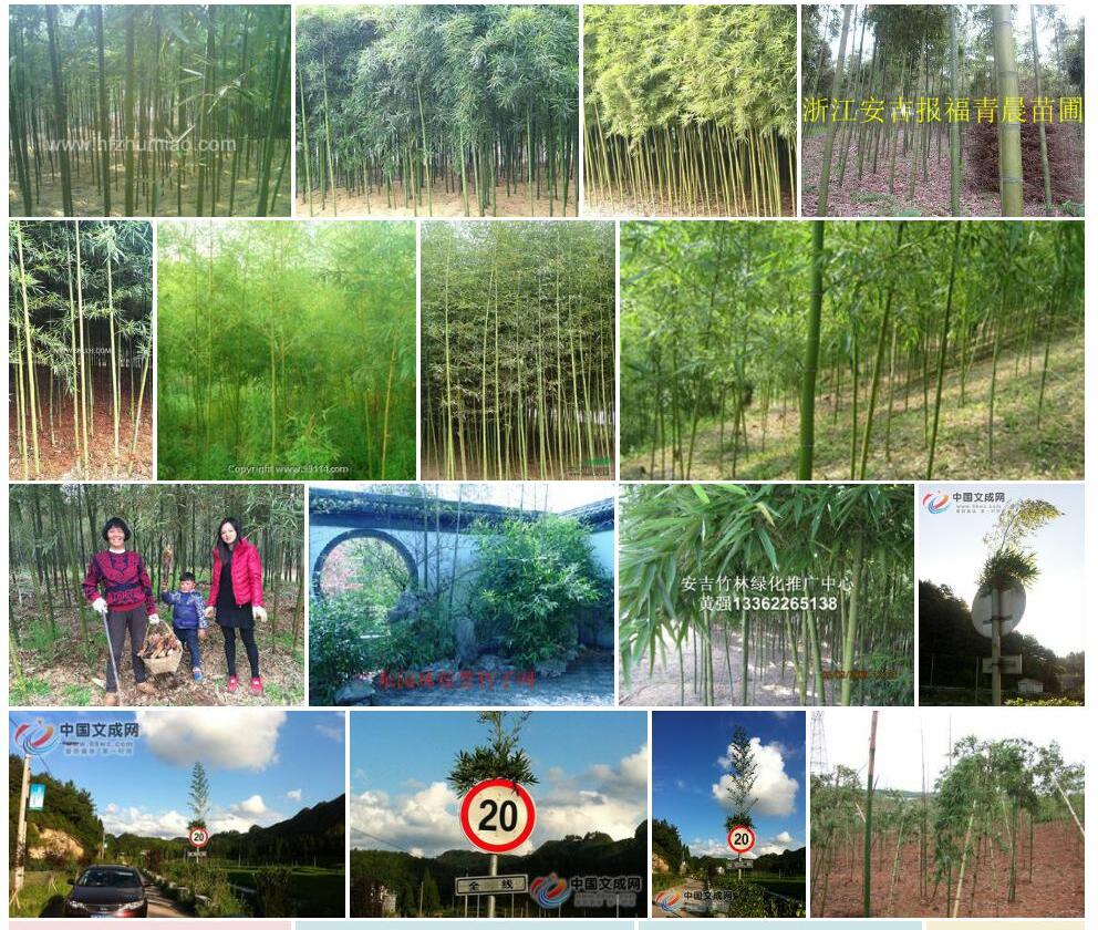 矮雷竹照片和图片/