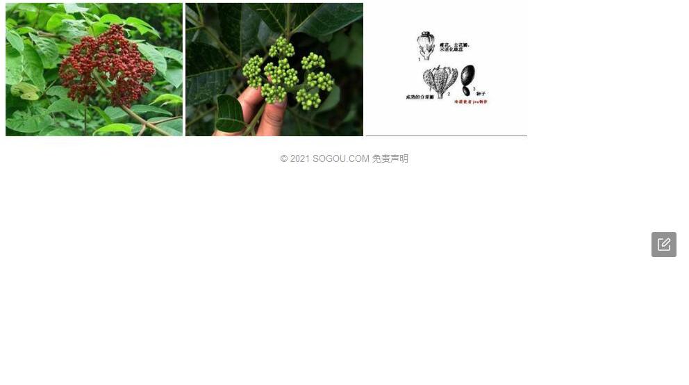 石山吴萸照片和图片/