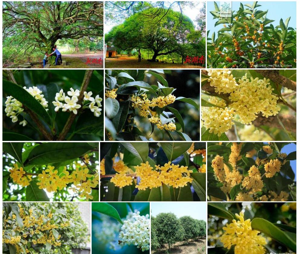 石山桂花照片和图片/