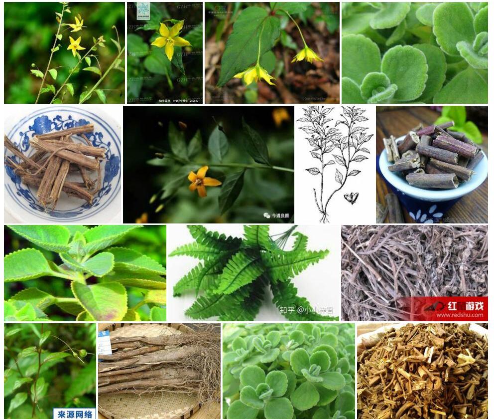 石山细梗香草照片和图片/