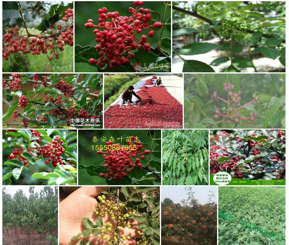 石山花椒照片和图片/