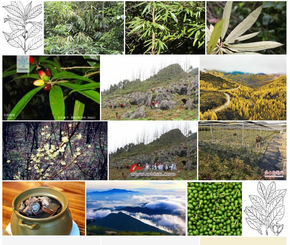 石木姜子照片和图片/