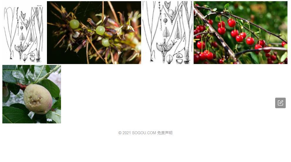 石果珍珠茅照片和图片/