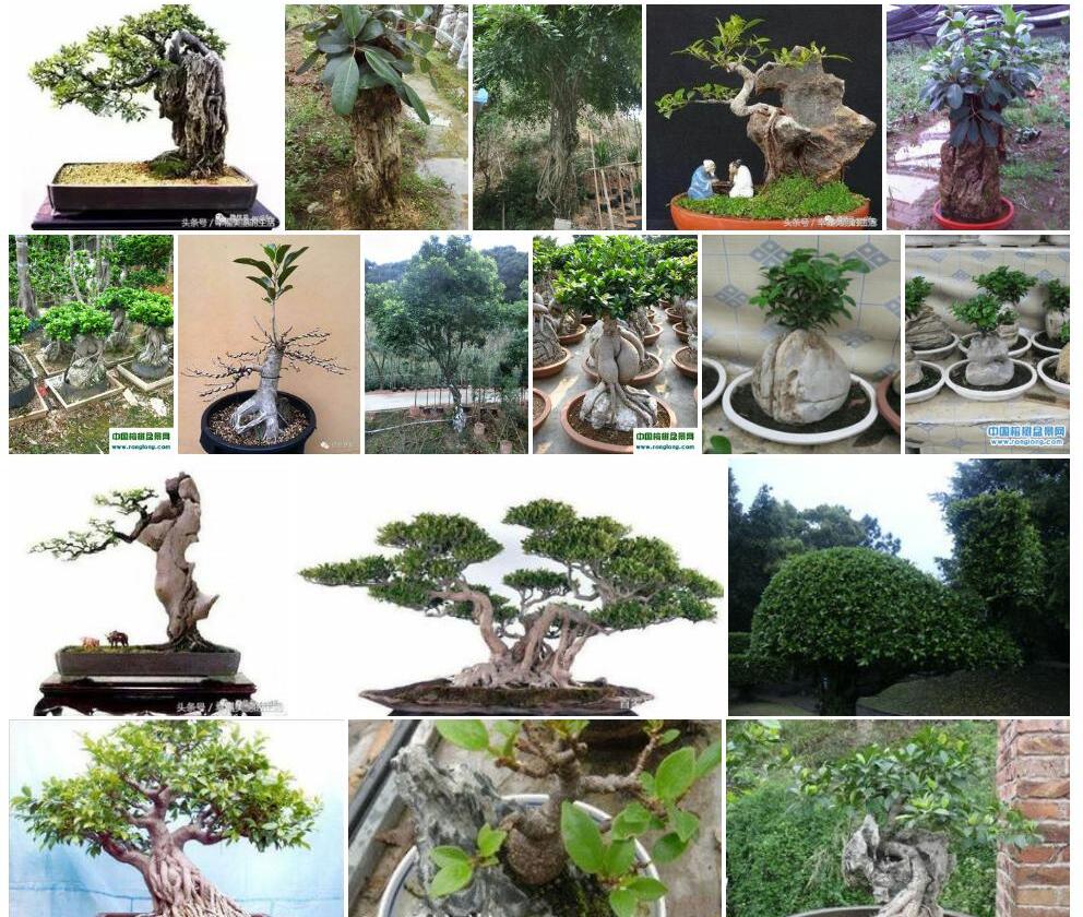 石榕树照片和图片/