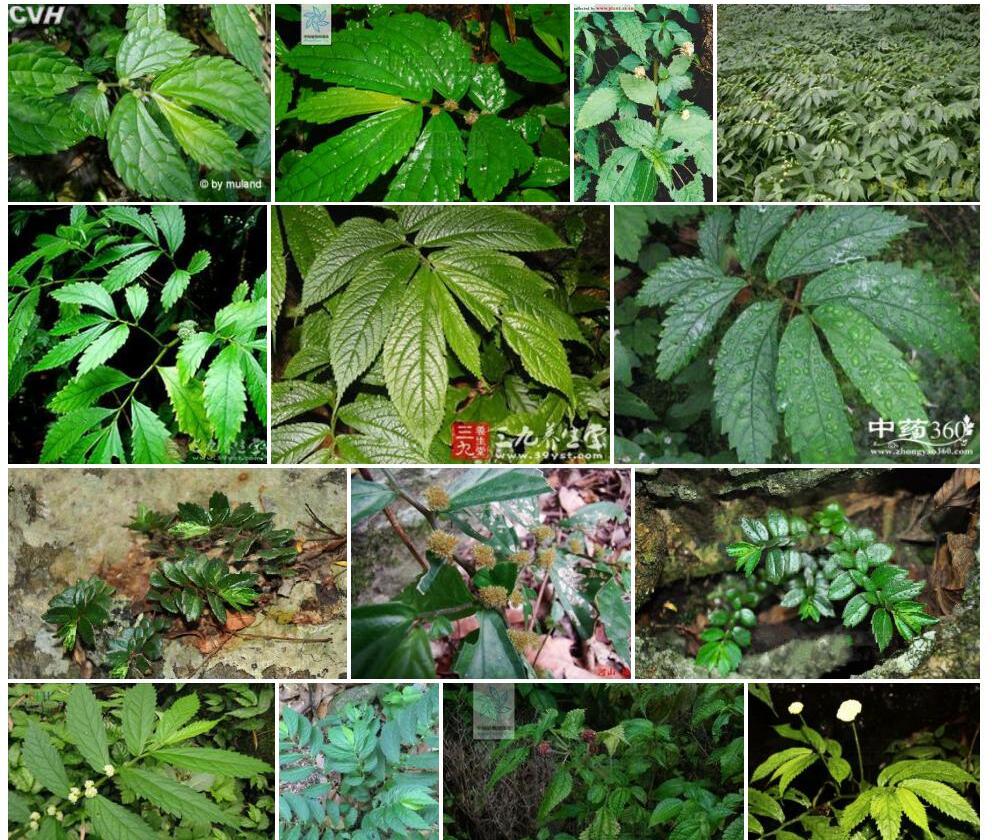 石生楼梯草照片和图片/