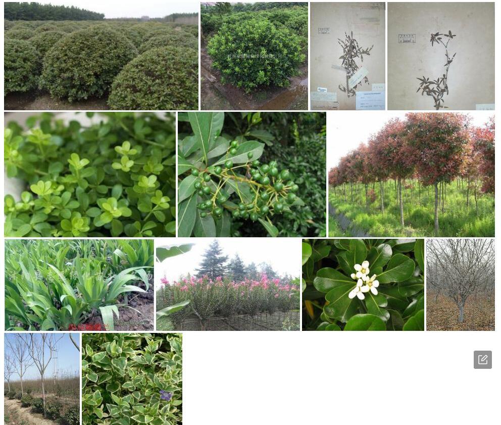 石生海桐照片和图片/