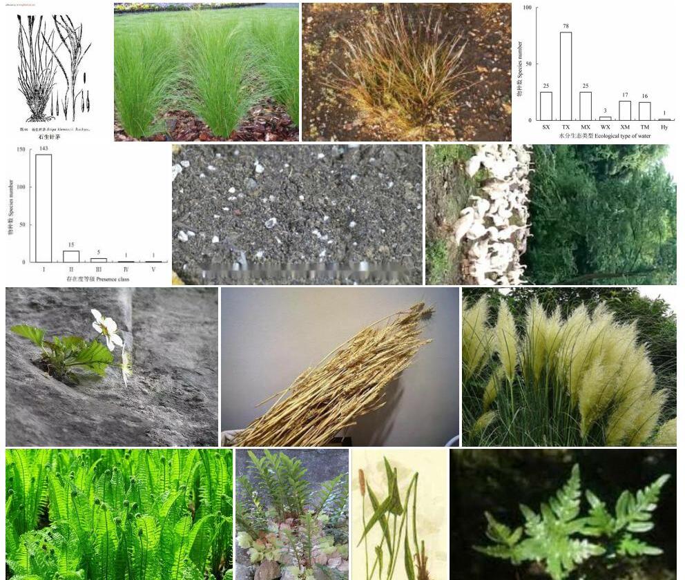 石生针茅照片和图片/