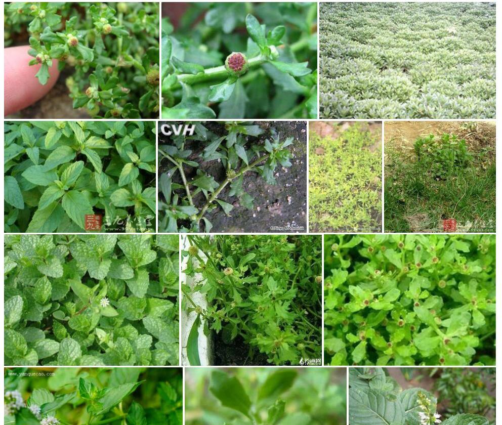 石胡荽照片和图片/