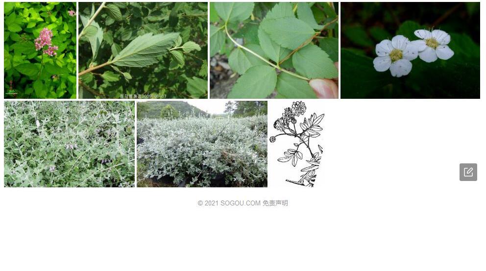 石蚕叶绣线菊照片和图片/