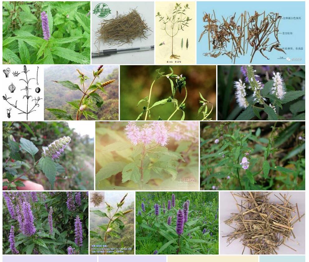 石香薷照片和图片/